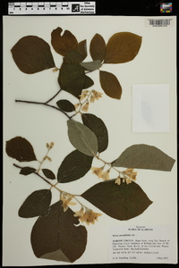 Styrax grandifolius image