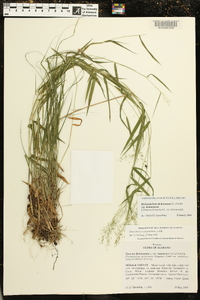 Dichanthelium dichotomum subsp. dichotomum image