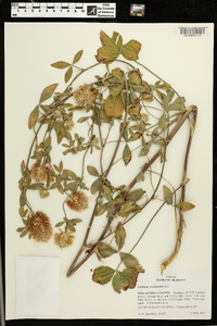 Trifolium vesiculosum image