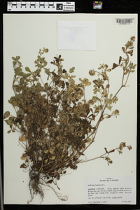 Trifolium lappaceum image