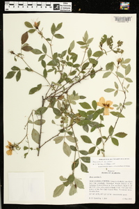 Rosa carolina subsp. carolina image