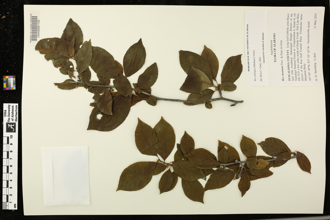 Ilex ambigua image