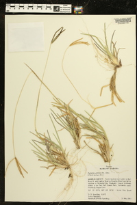 Eustachys petraea image