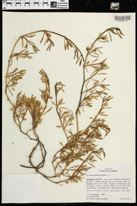 Sesuvium portulacastrum image