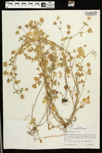 Trifolium nigrescens image