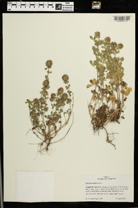 Trifolium lappaceum image