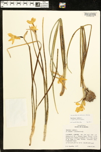 Narcissus odorus image