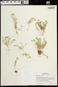 Scleranthus annuus image