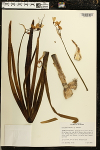 Leucojum aestivum image