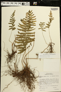 Thelypteris kunthii image