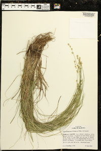 Carex festucacea image