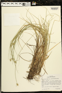 Carex leavenworthii image