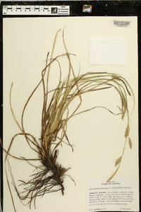 Carex cherokeensis image