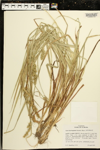 Carex laevivaginata image