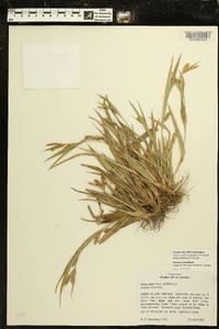 Carex pigra image