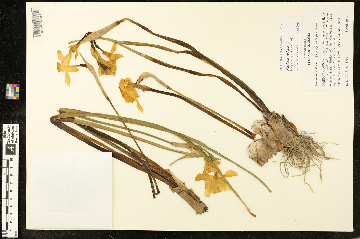 Narcissus odorus image