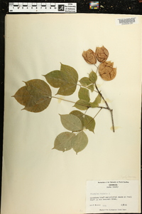 Staphylea trifolia image