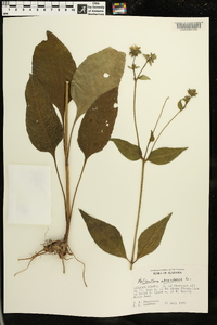 Helianthus atrorubens image