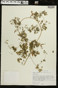 Adlumia fungosa image