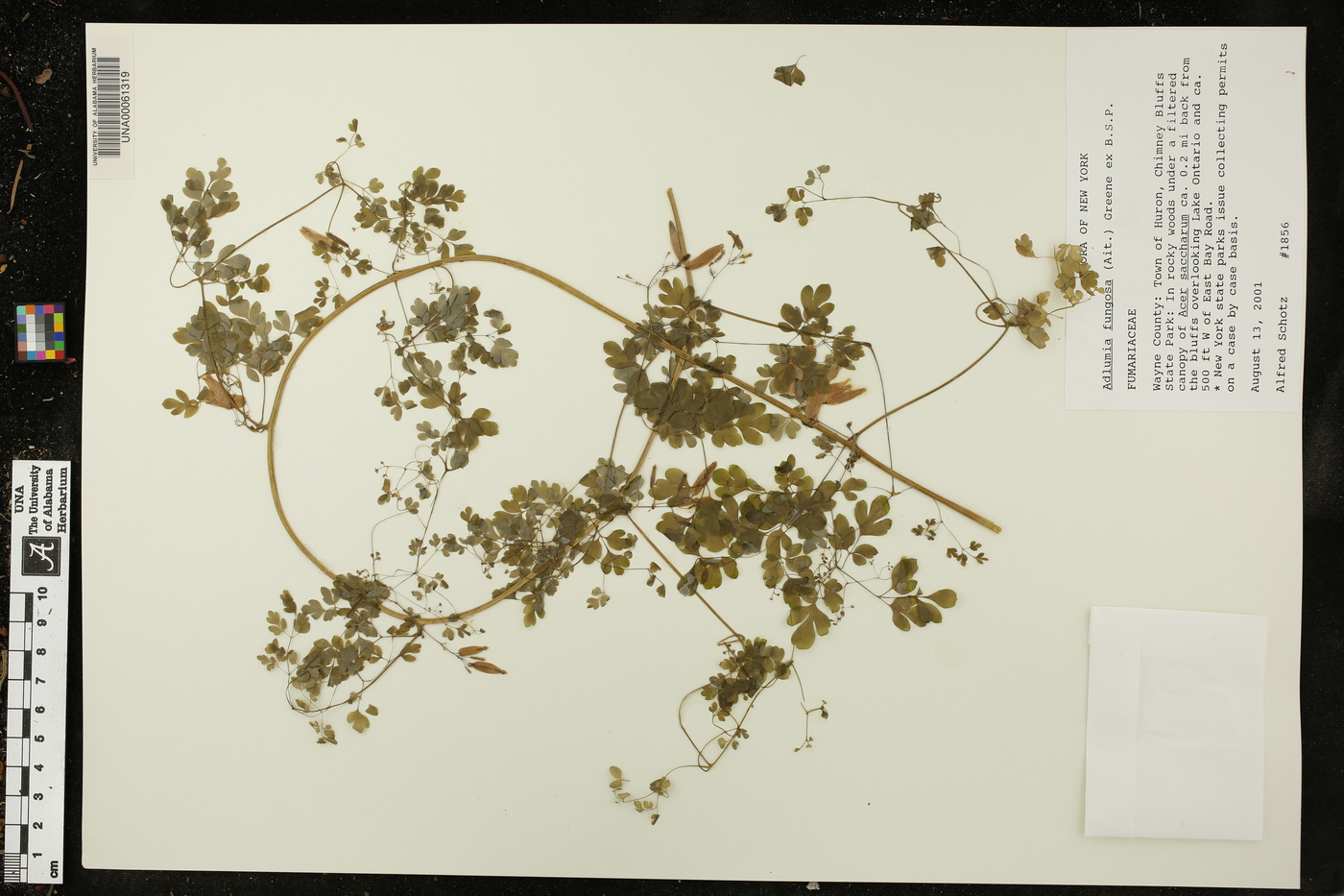 Adlumia fungosa image