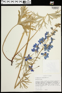 Delphinium alabamicum image