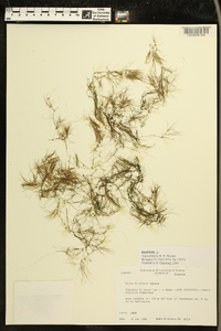 Najas filifolia image