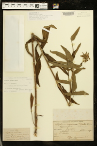 Silphium radula image