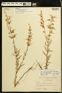 Dicerandra linearifolia image