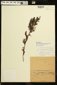 Chamaecrista nictitans subsp. nictitans image