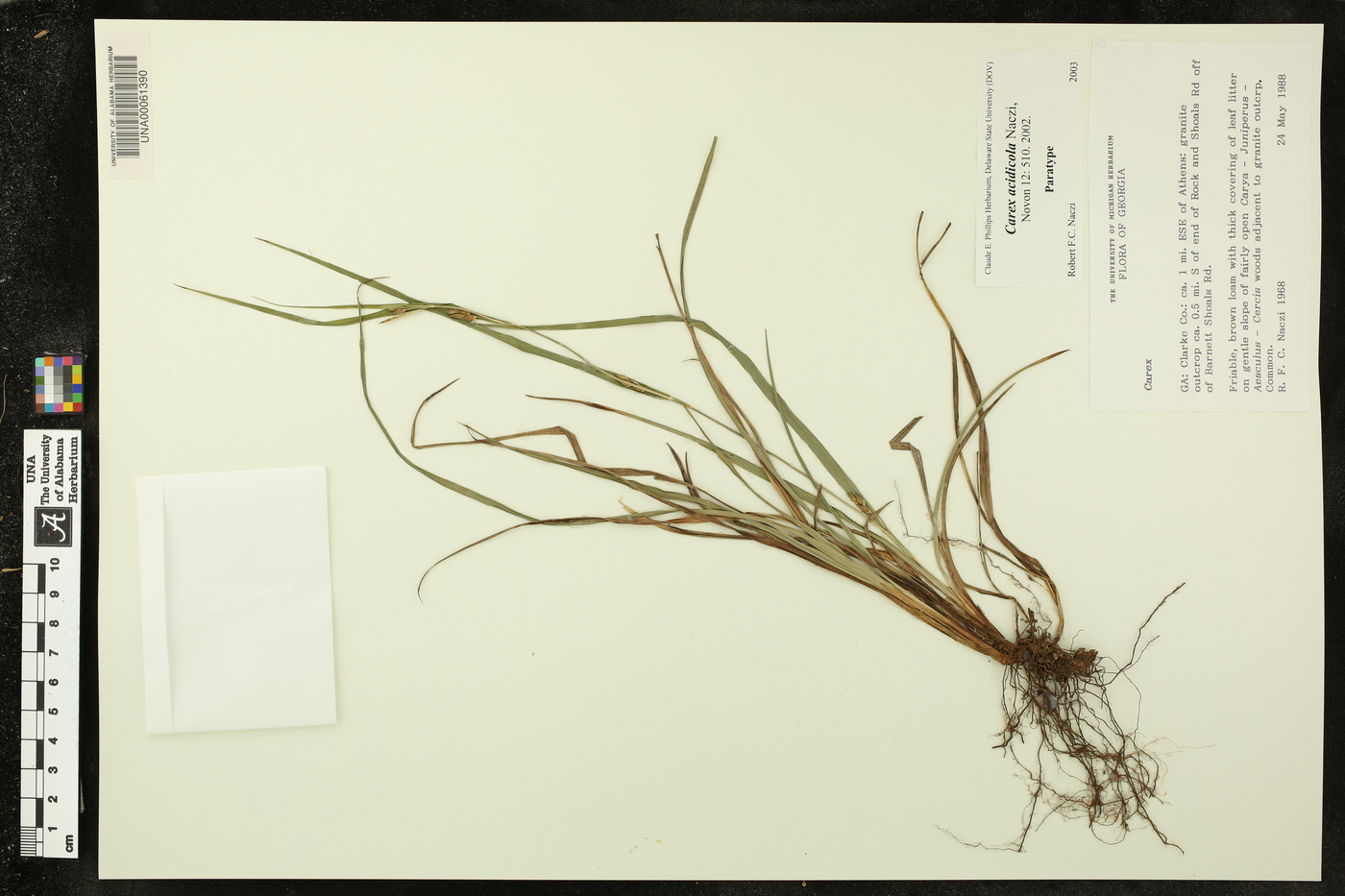 Carex acidicola image