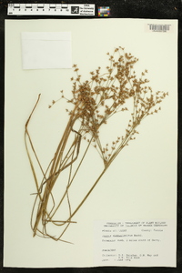 Juncus diffusissimus image