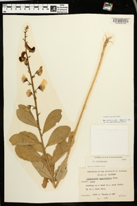 Crotalaria spectabilis image