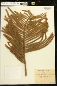 Araucaria excelsa image