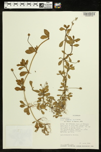 Phyla nodiflora image