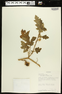 Solanum hirtum image