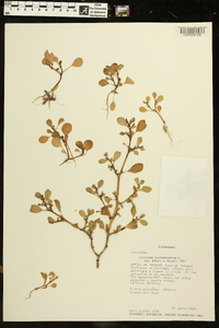 Trianthema portulacastrum image