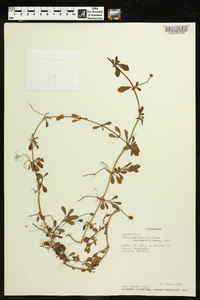 Phyla nodiflora image