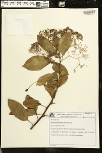 Sparattanthelium botocudorum image