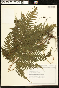 Pteris decurrens image