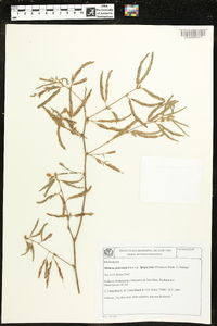 Mimosa polycarpa image