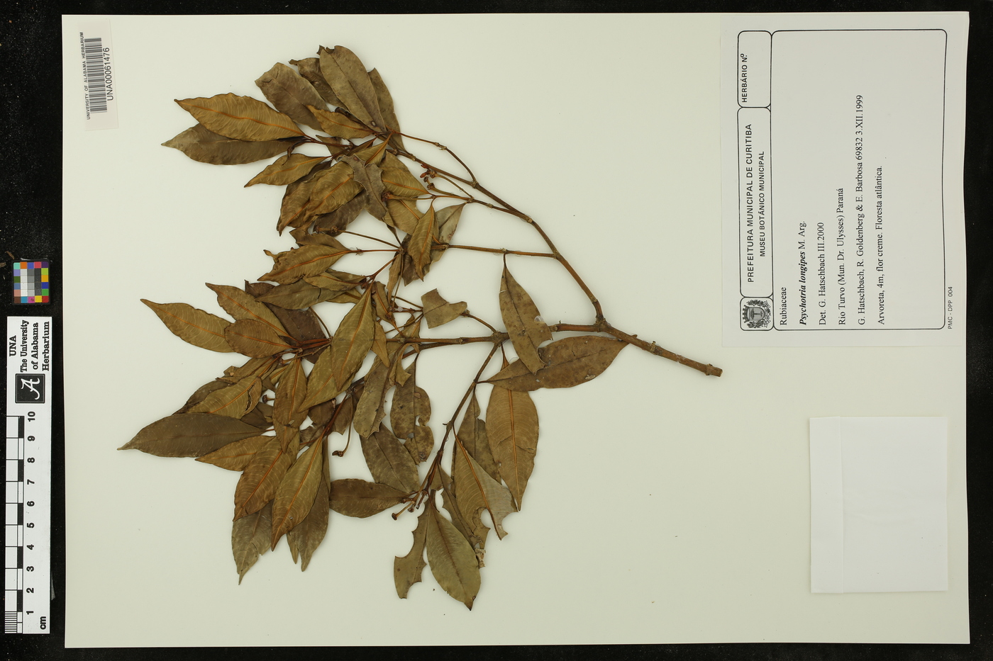 Psychotria longipes image