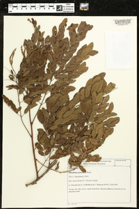 Piptadenia paniculata image