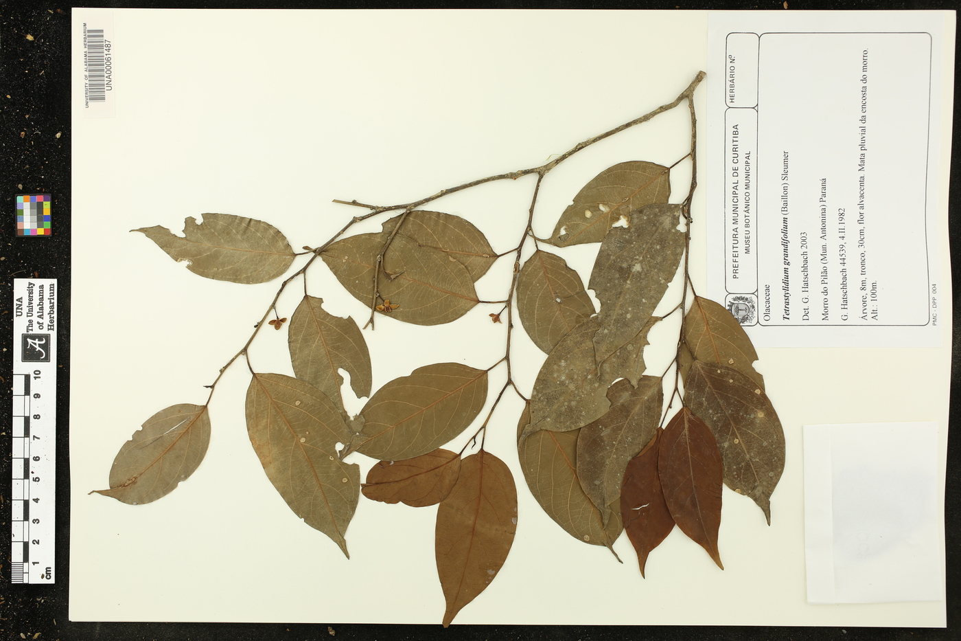 Tetrastylidium grandifolium image