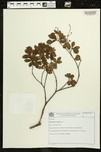 Metrodorea mollis image