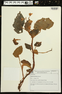 Begonia subvillosa image