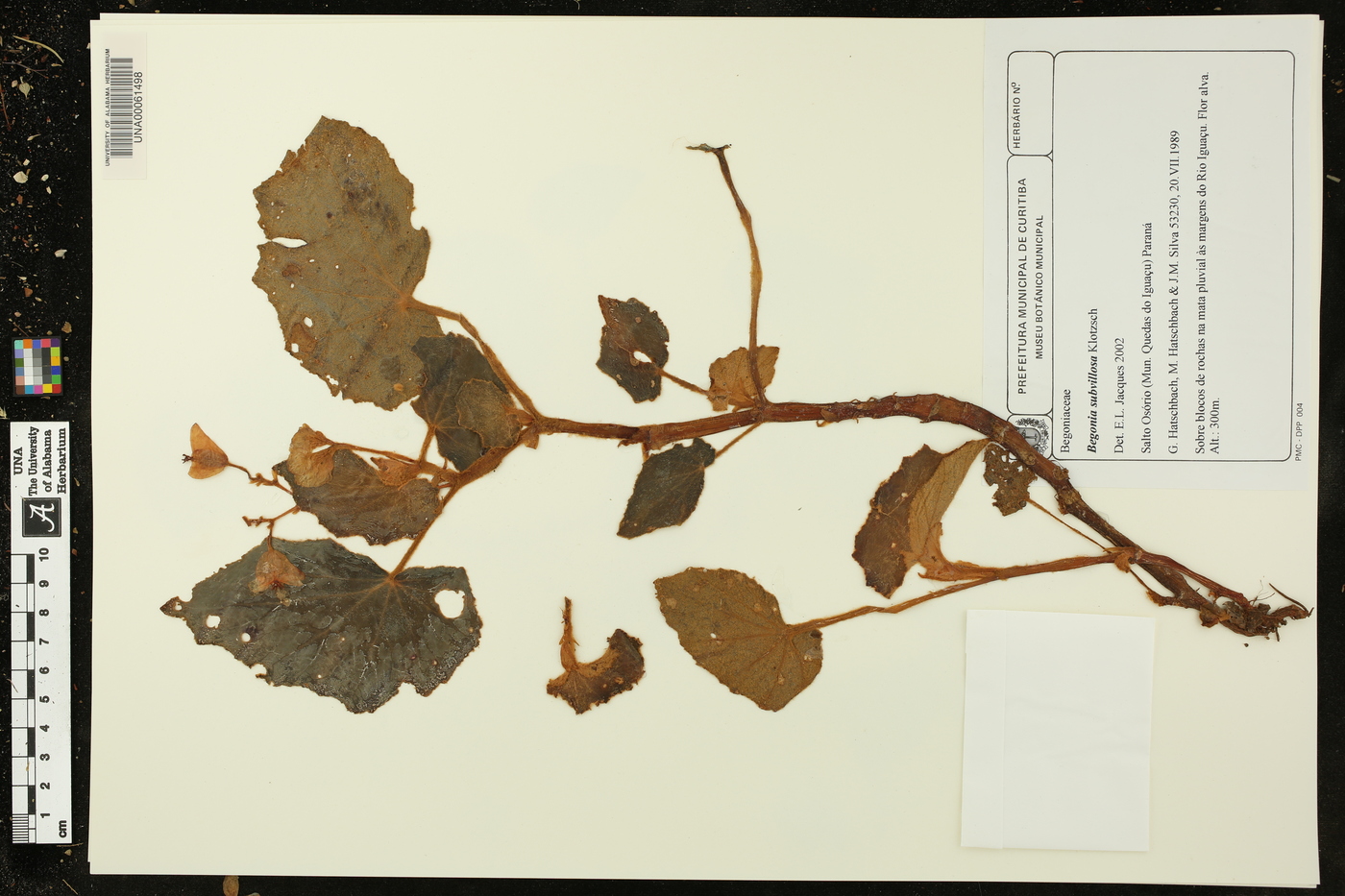 Begonia subvillosa image