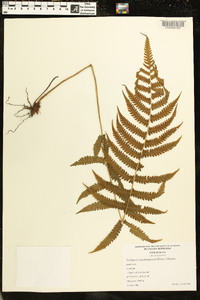 Image of Thelypteris guadalupensis