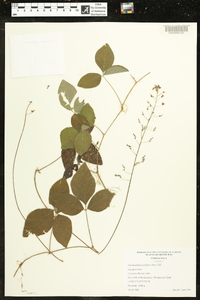 Desmodium axillare image