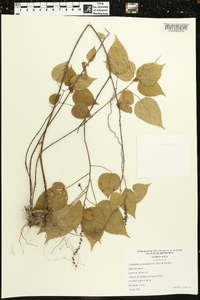 Acalypha guatemalensis image