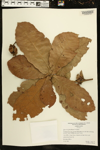 Quercus purulhana image